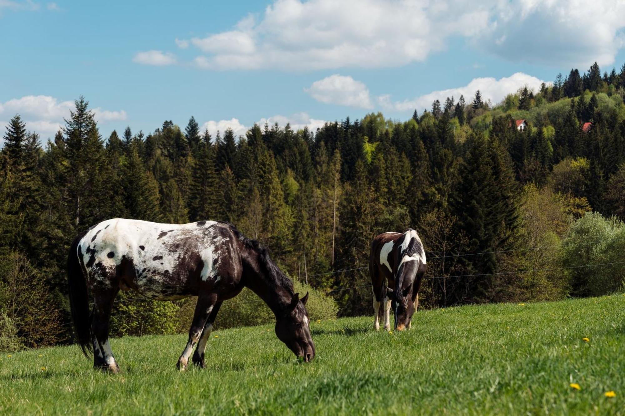 Swierkowe Chatki W Koniakowie Buitenkant foto